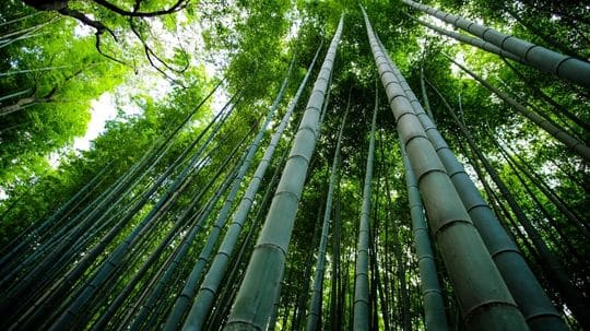 Bamboo forest